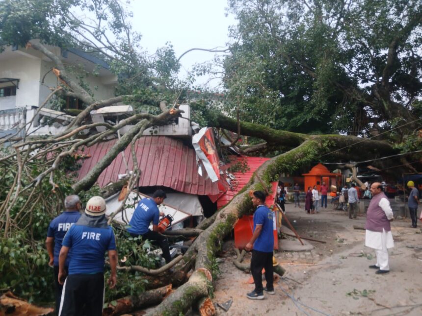 100-year-old tree uprooted in Mussoorie amid heavy rainfall during Orange Alert as landslides disrupt roads across the state.