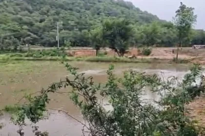 झांसी नाला बंद फसल बर्बाद - मगरवारा गांव में जलभराव से नष्ट खेत